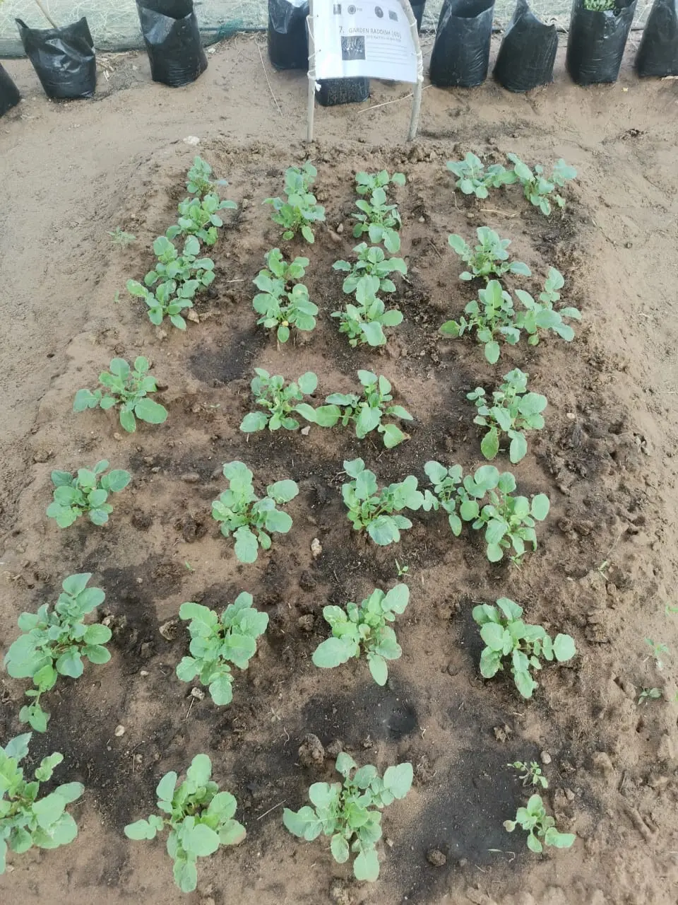 Garden radish planting bed