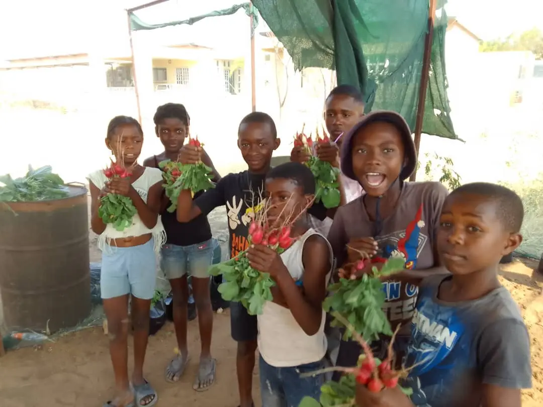 First harvest of garden radish, 2023